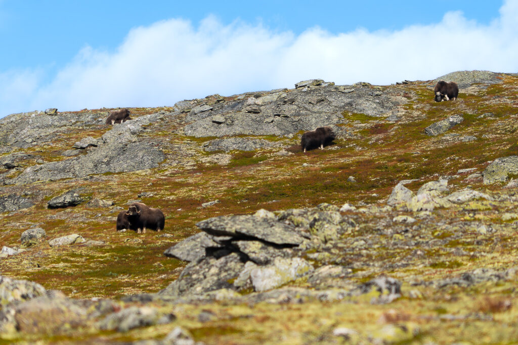 Musk Ox Dovrefjell