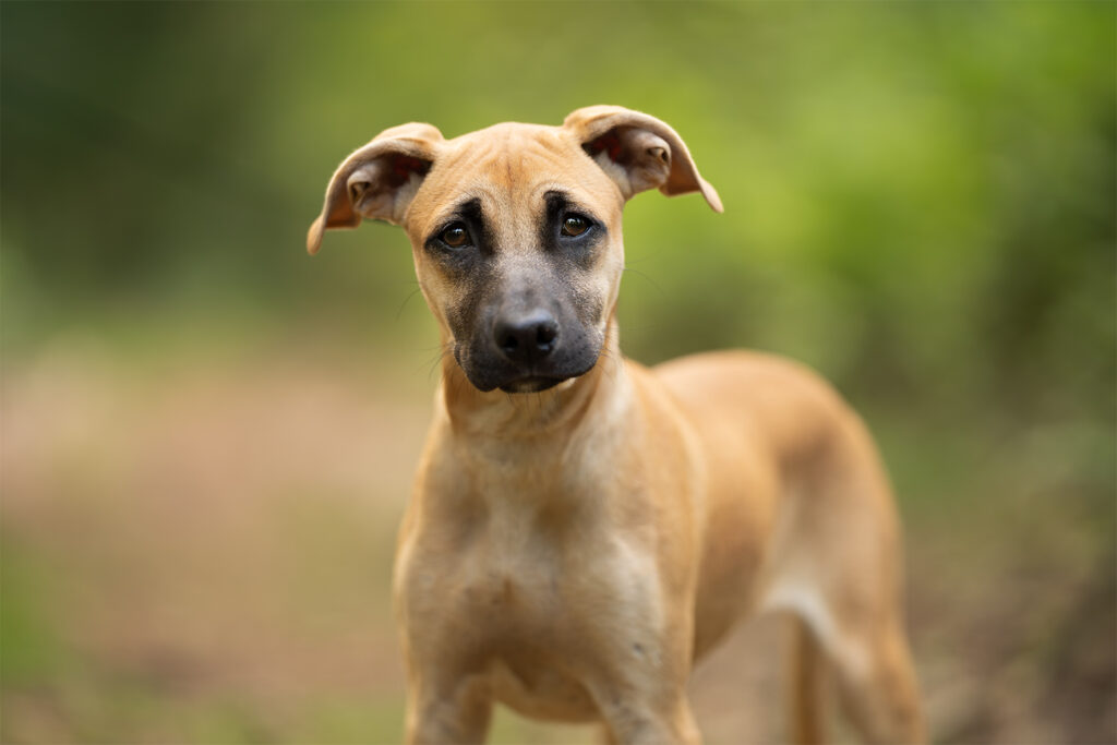 Portret foto van een bruin met zwarte puppy voor een grroene achtergrond