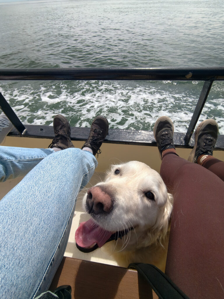 Zeehonden spotten Terschelling