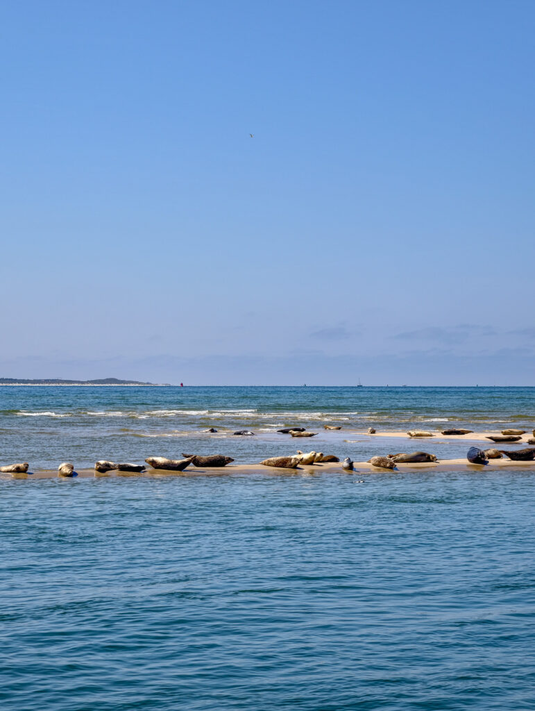 Zeehonden spotten Terschelling