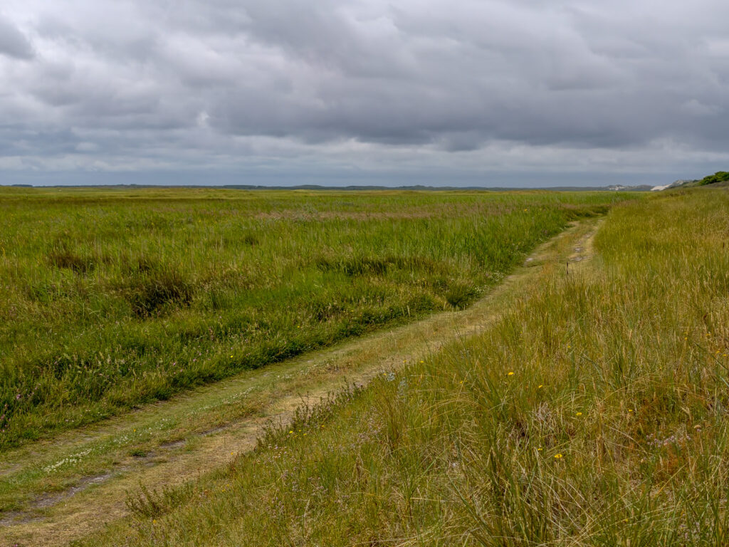 De Boschplaat Terschelling, een mooie wandeling met je hond
